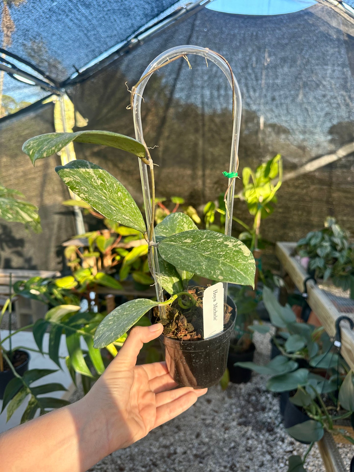 Hoya 'Michele' MB 1255