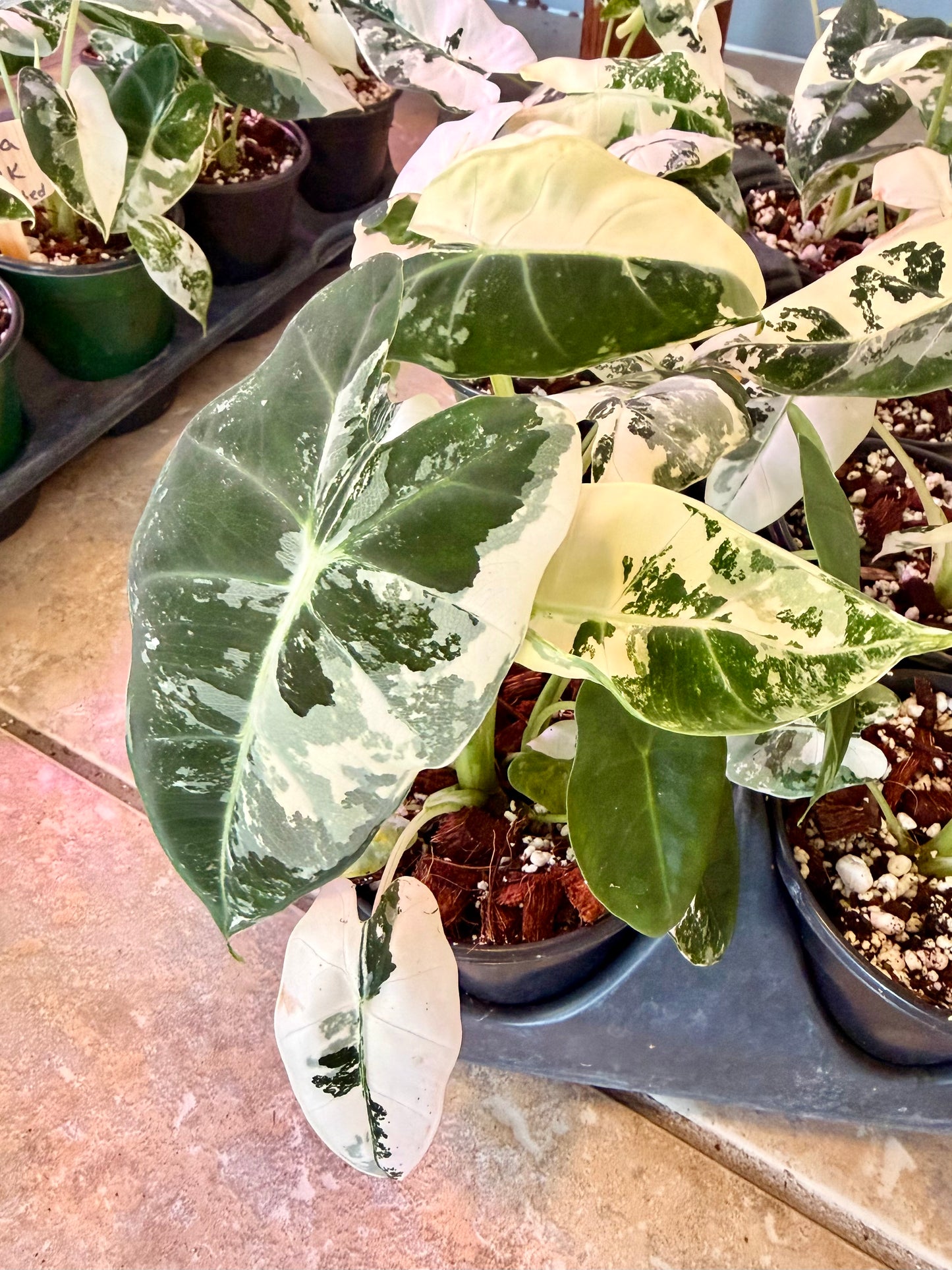 Alocasia Frydek Variegated