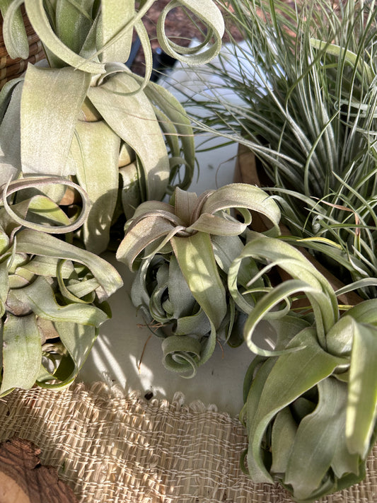 Tillandsia • Streptophylla