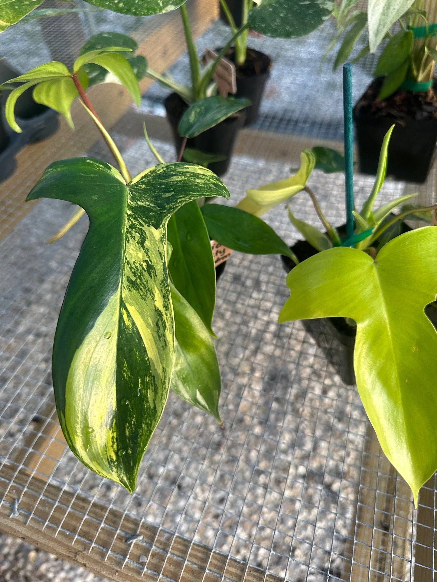 Philodendron Florida Beauty