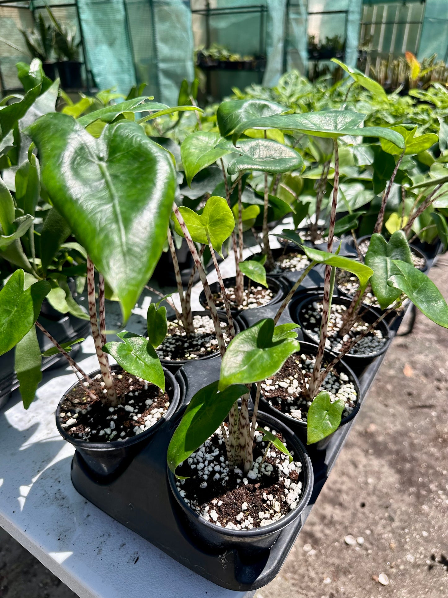 Alocasia Zebrina