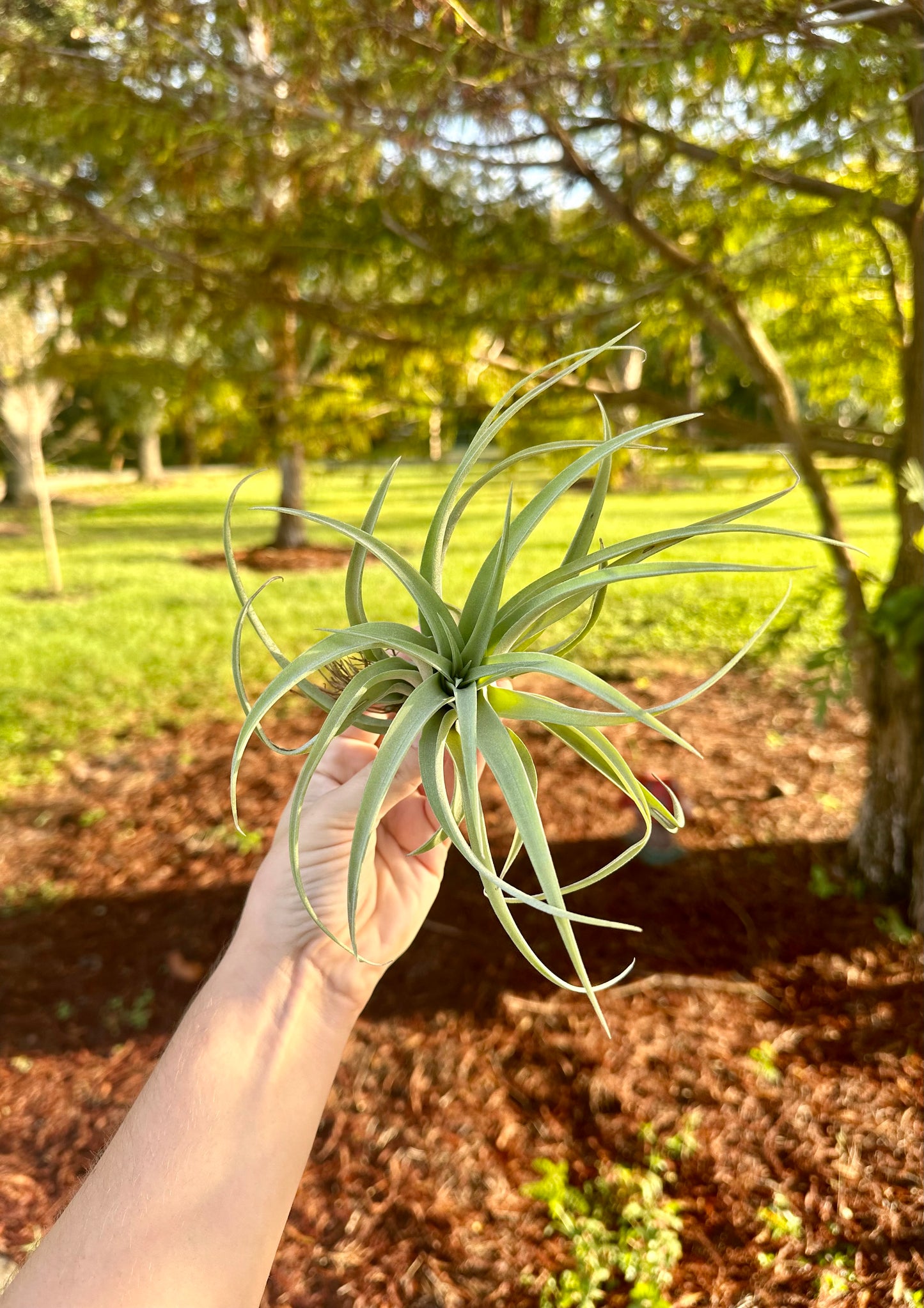 Tillandsia • Capitata Peach