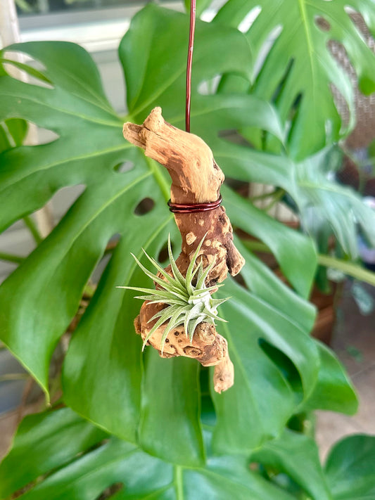 Hanging Grapewood and Air Plant Display