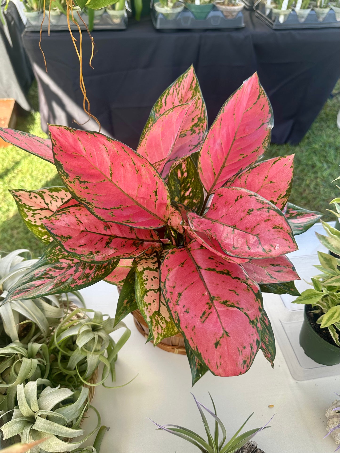 Aglaonema Lady Valentine