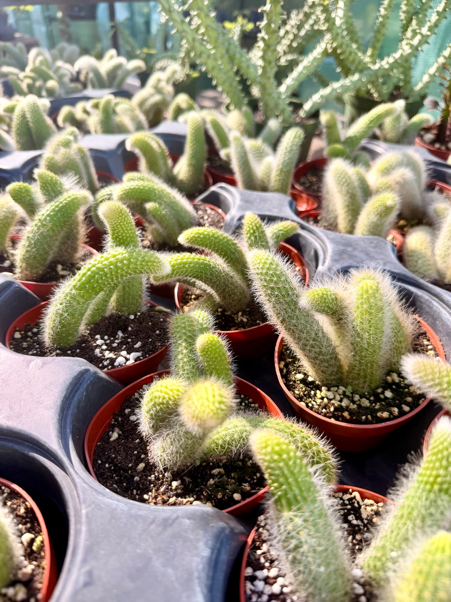 Monkey Tail Cactus (White)