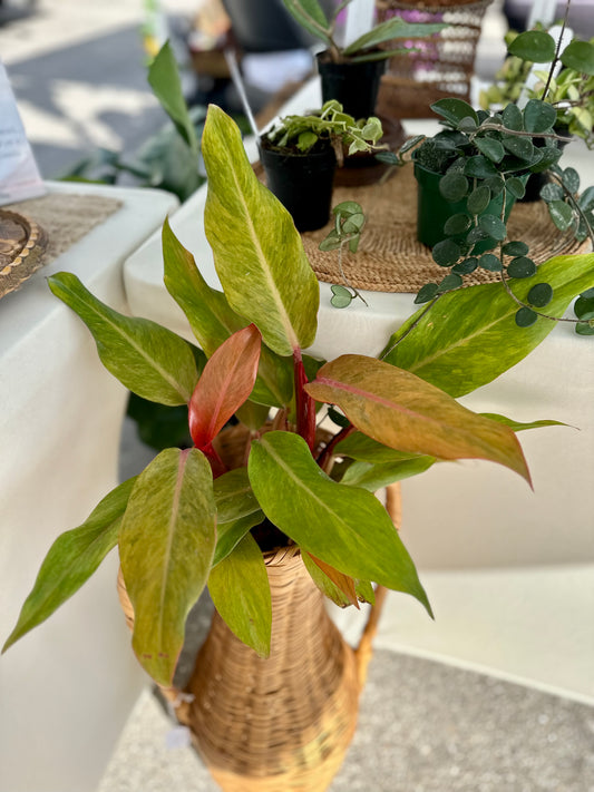 Philodendron Orange Marmalade