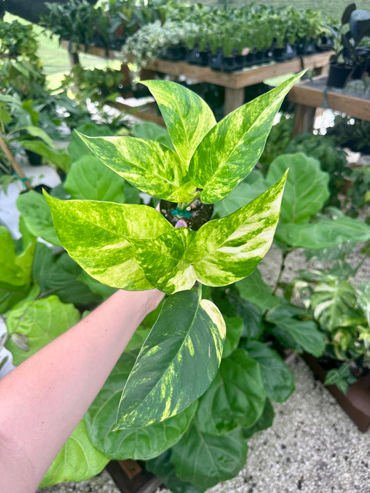 Epipremnum Pinnatum 'Yellow Flame'