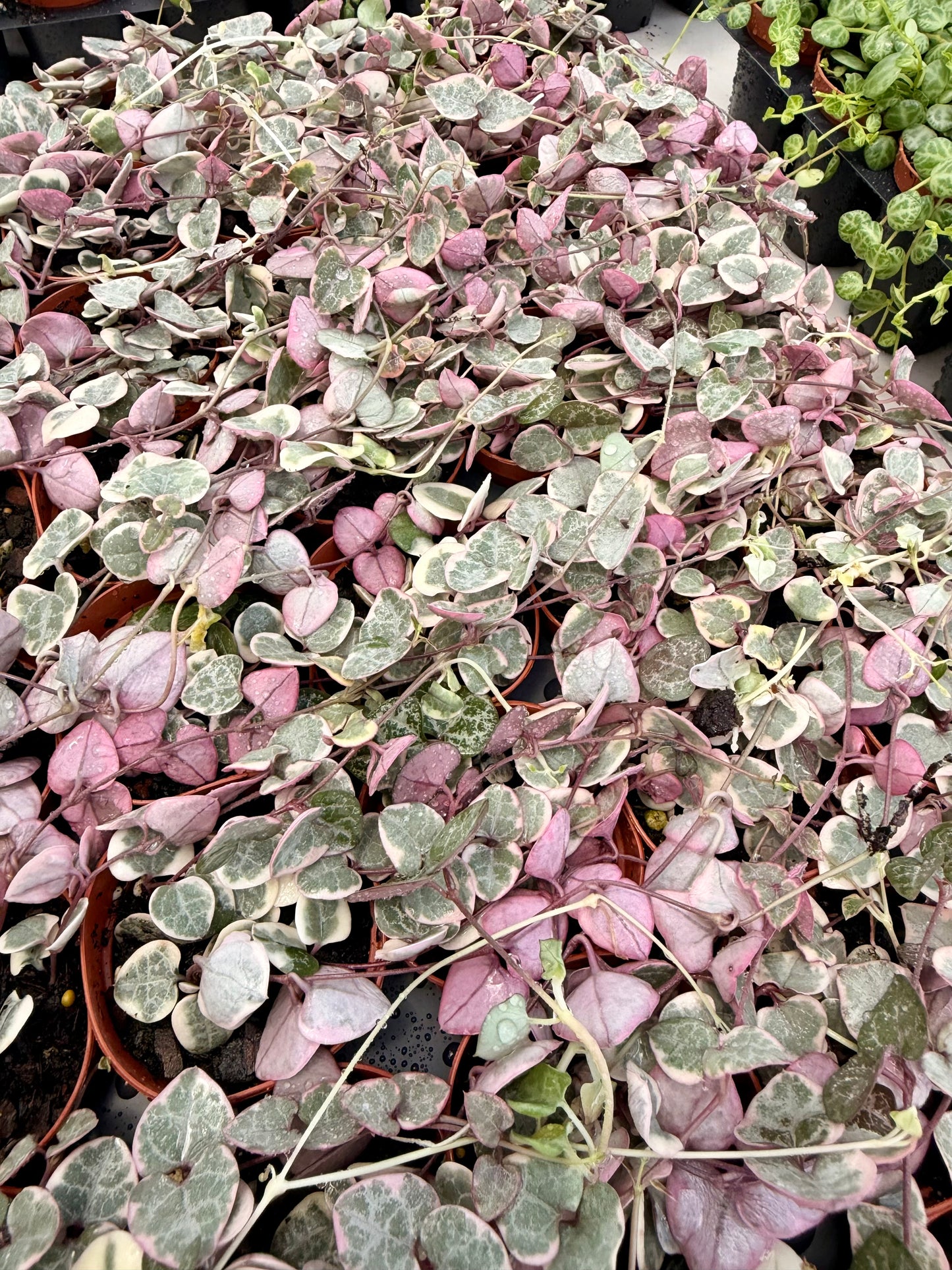 String of Hearts Variegated