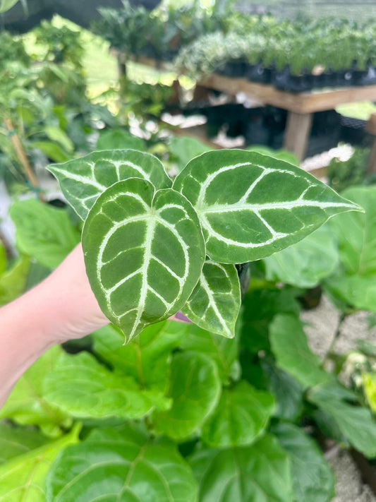 Anthurium Crystallinum X Magnificum