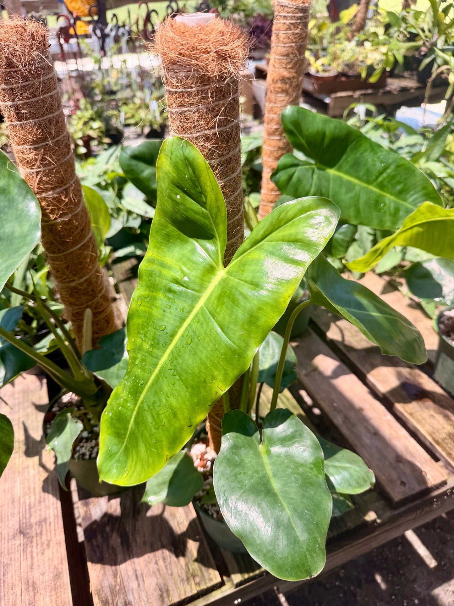 Philodendron Burle Marx