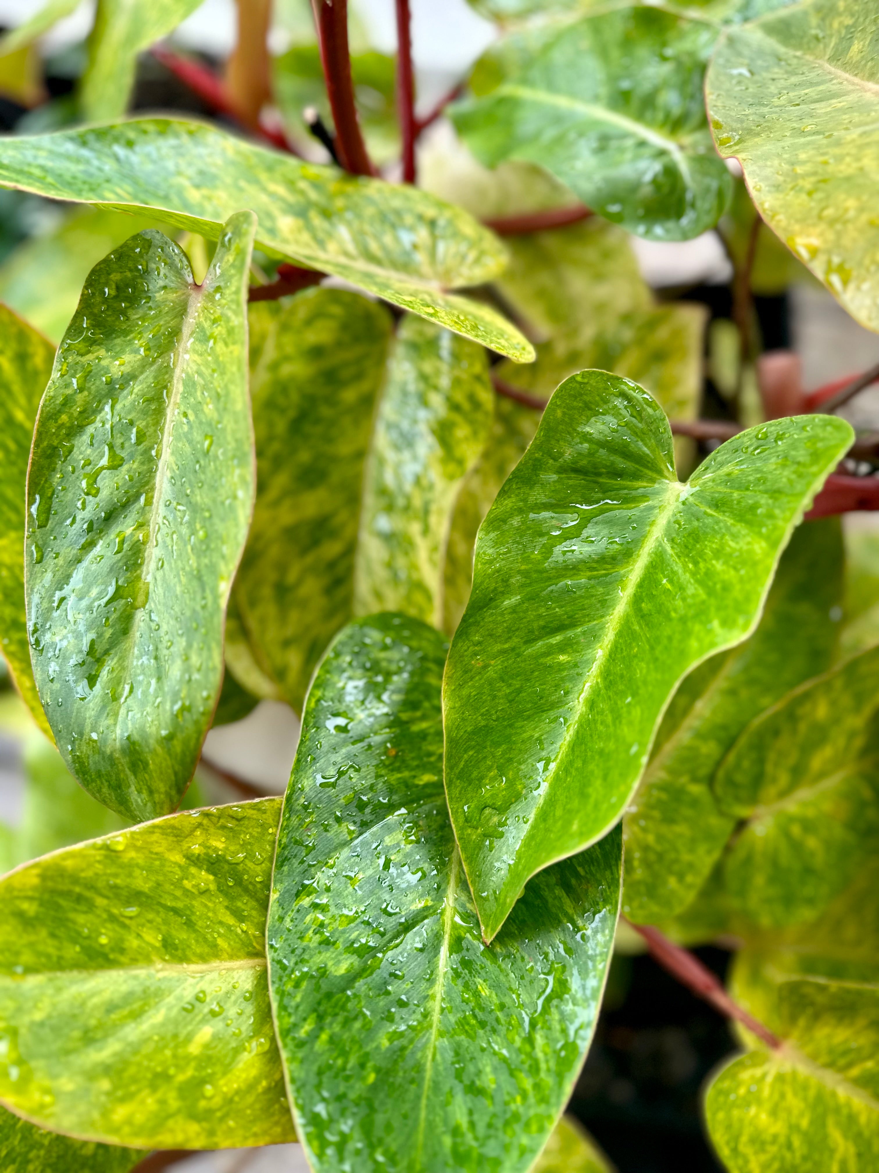 philodendron painted lady plant Philodendron Painted Lady – Groovy Growing