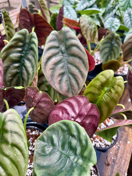 Alocasia Cuprea