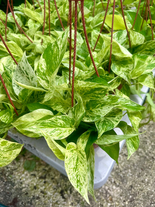 Epipremnum Snow Queen