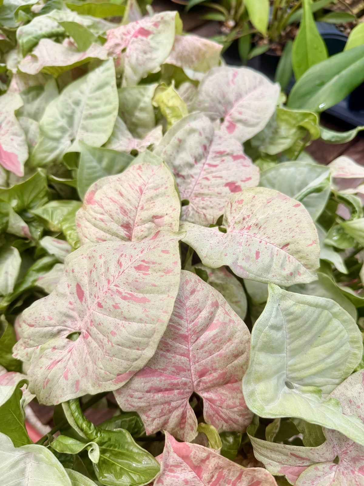 Syngonium Milk Confetti