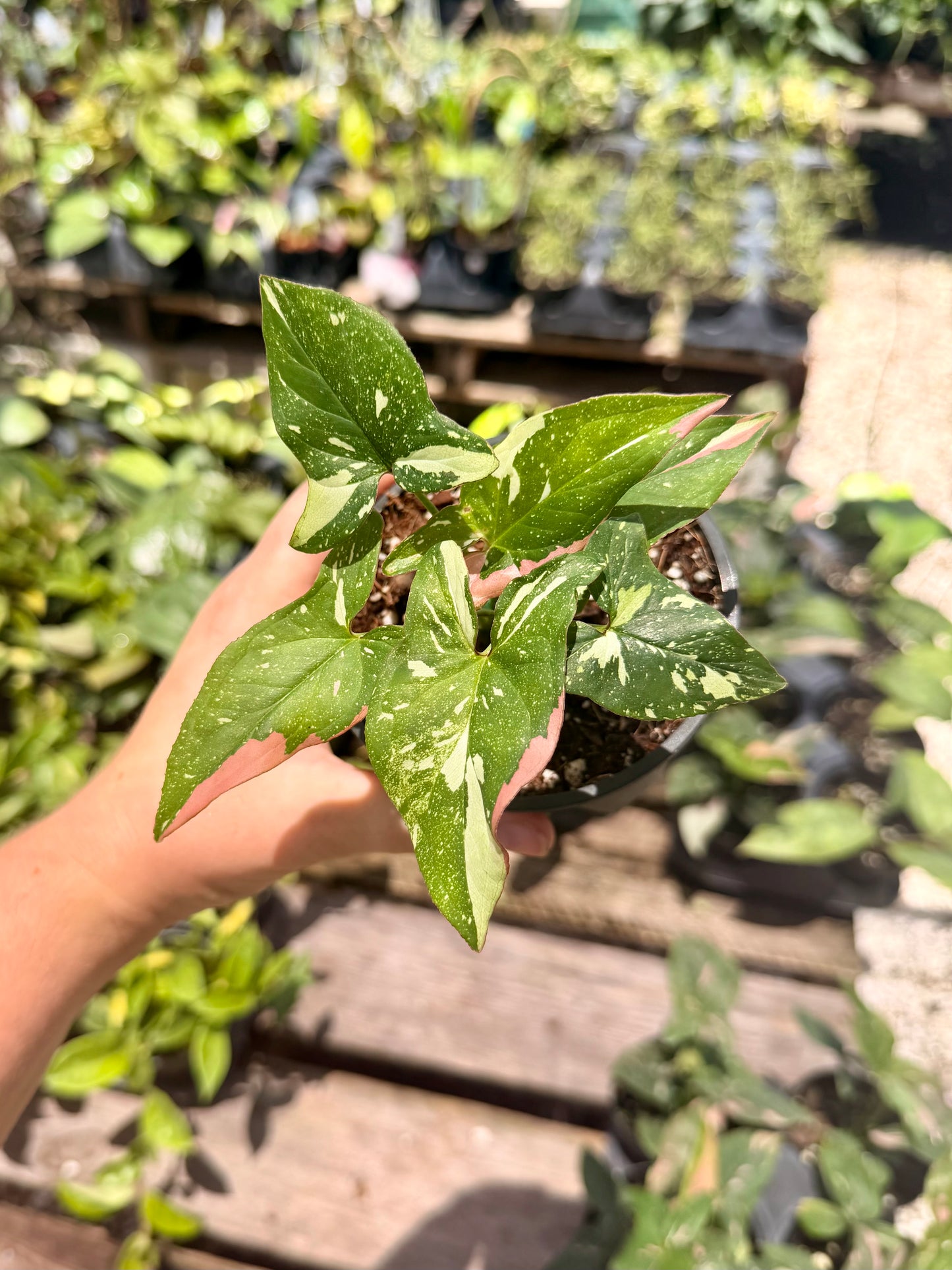 Syngonium Tricolor