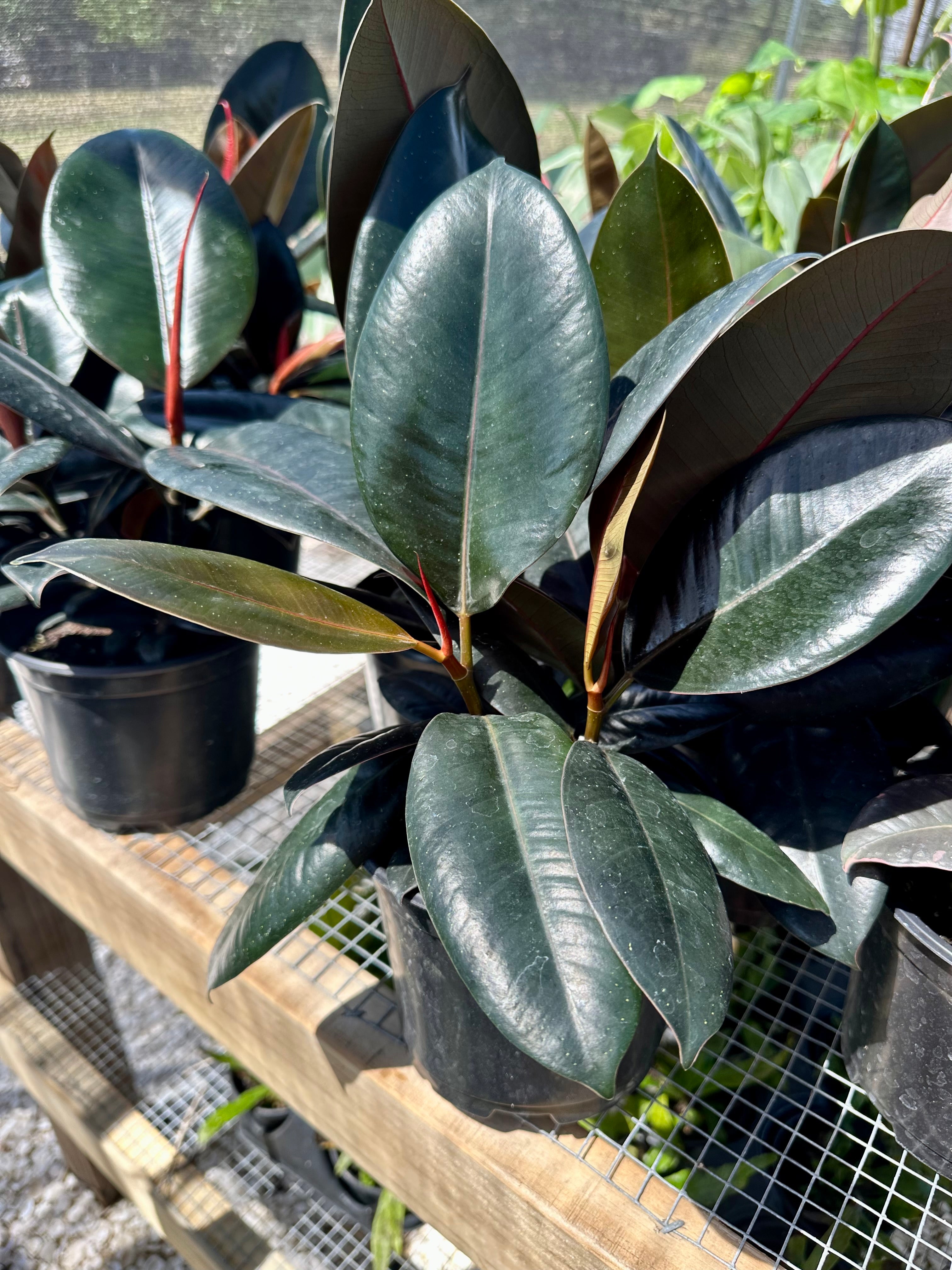 18+ Burgundy Ficus Ficus Burgundy – Groovy Growing