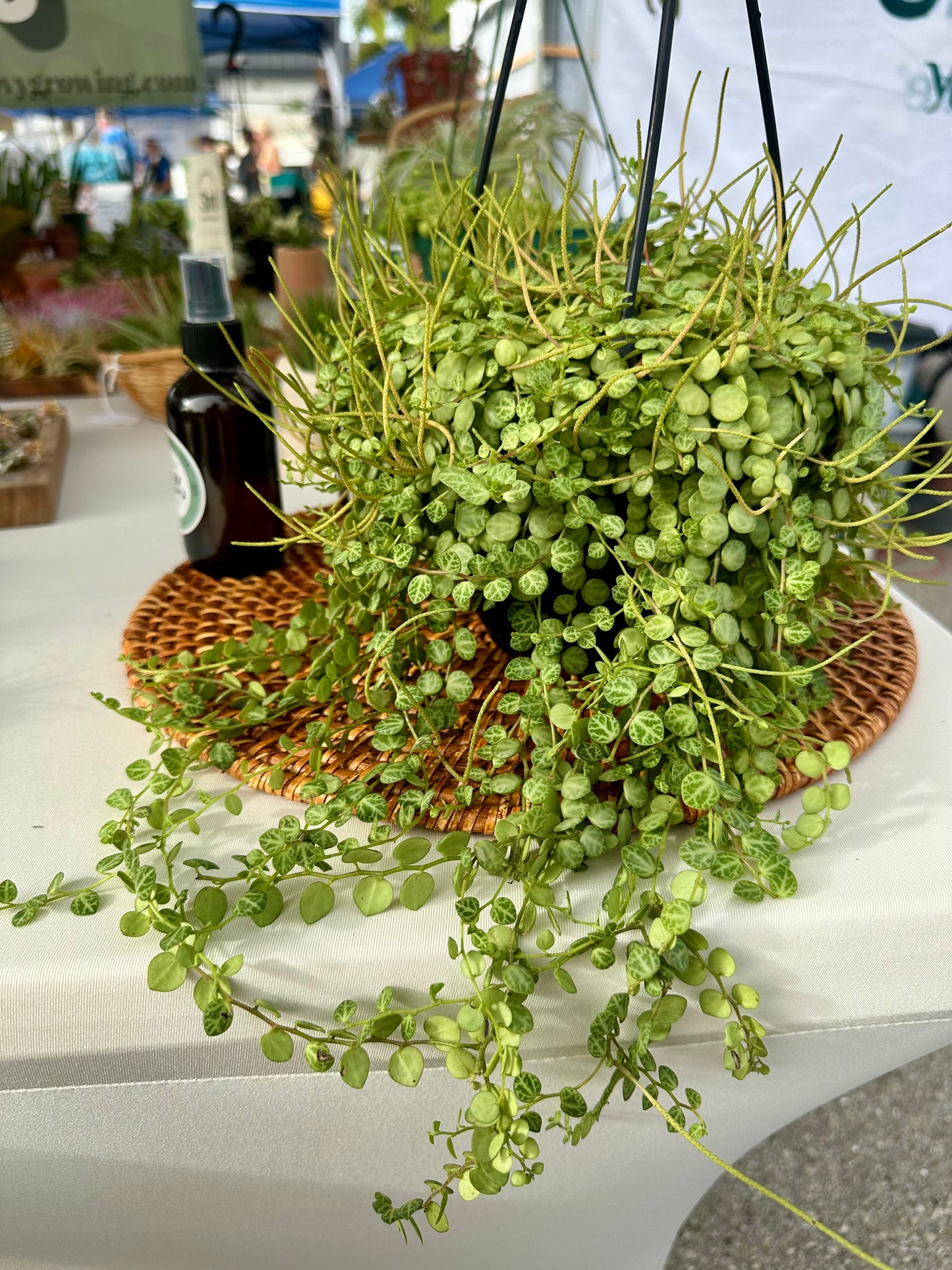 String of Turtles