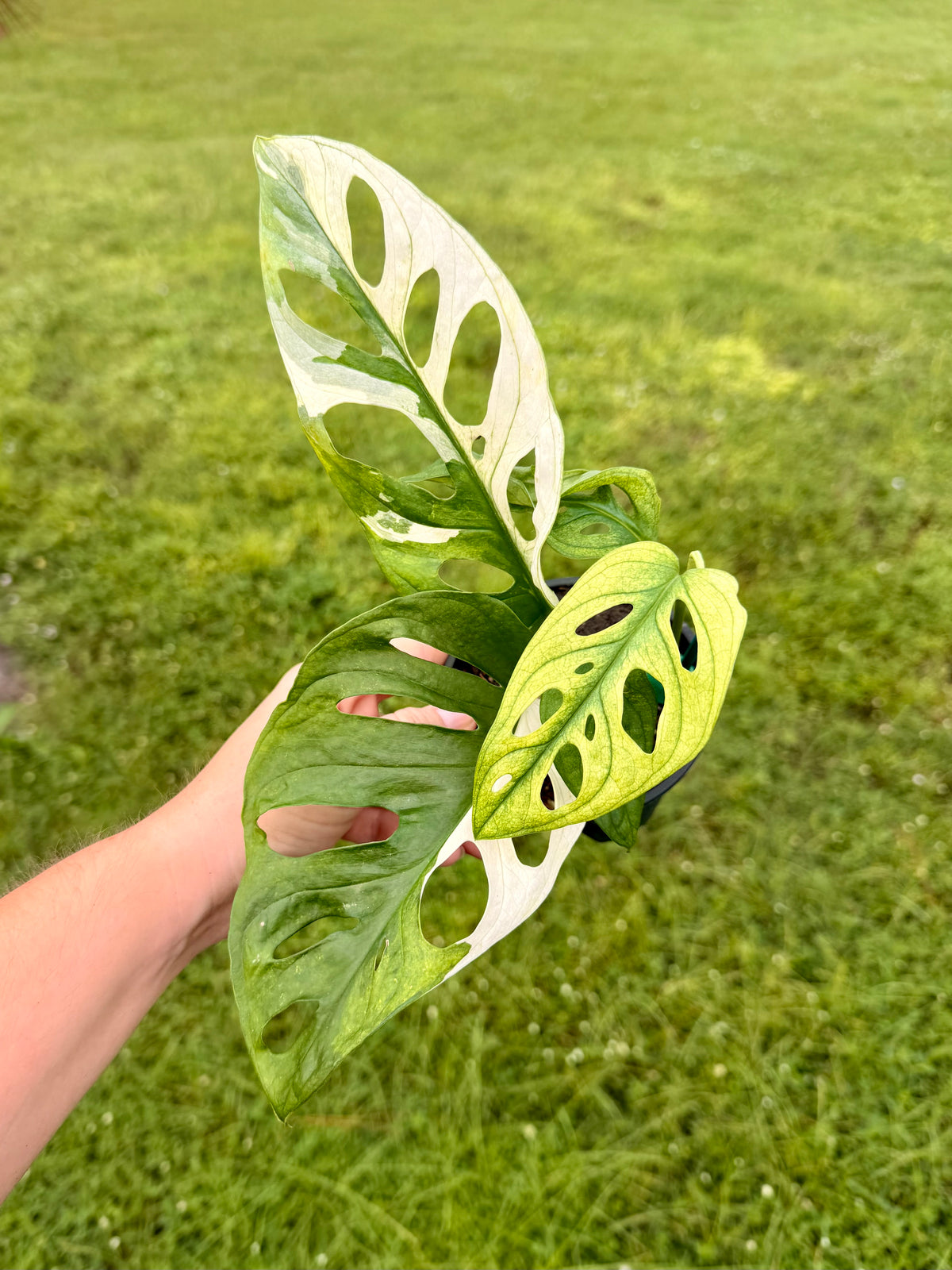 Monstera Adansonii Albo