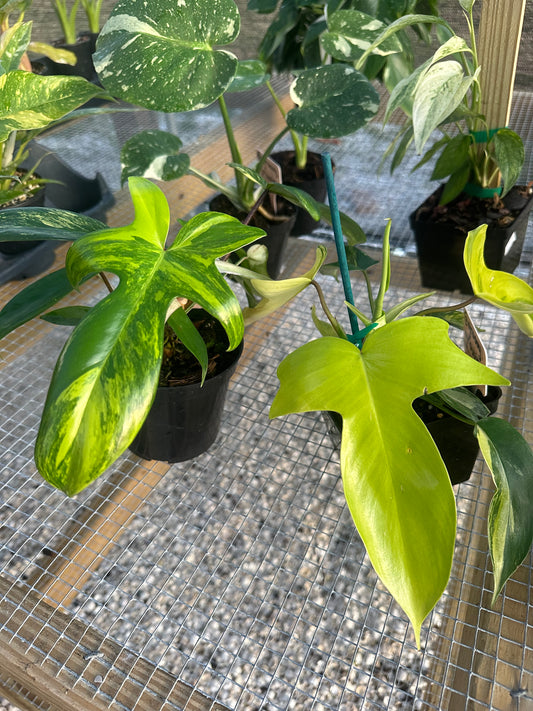 Philodendron Florida Beauty