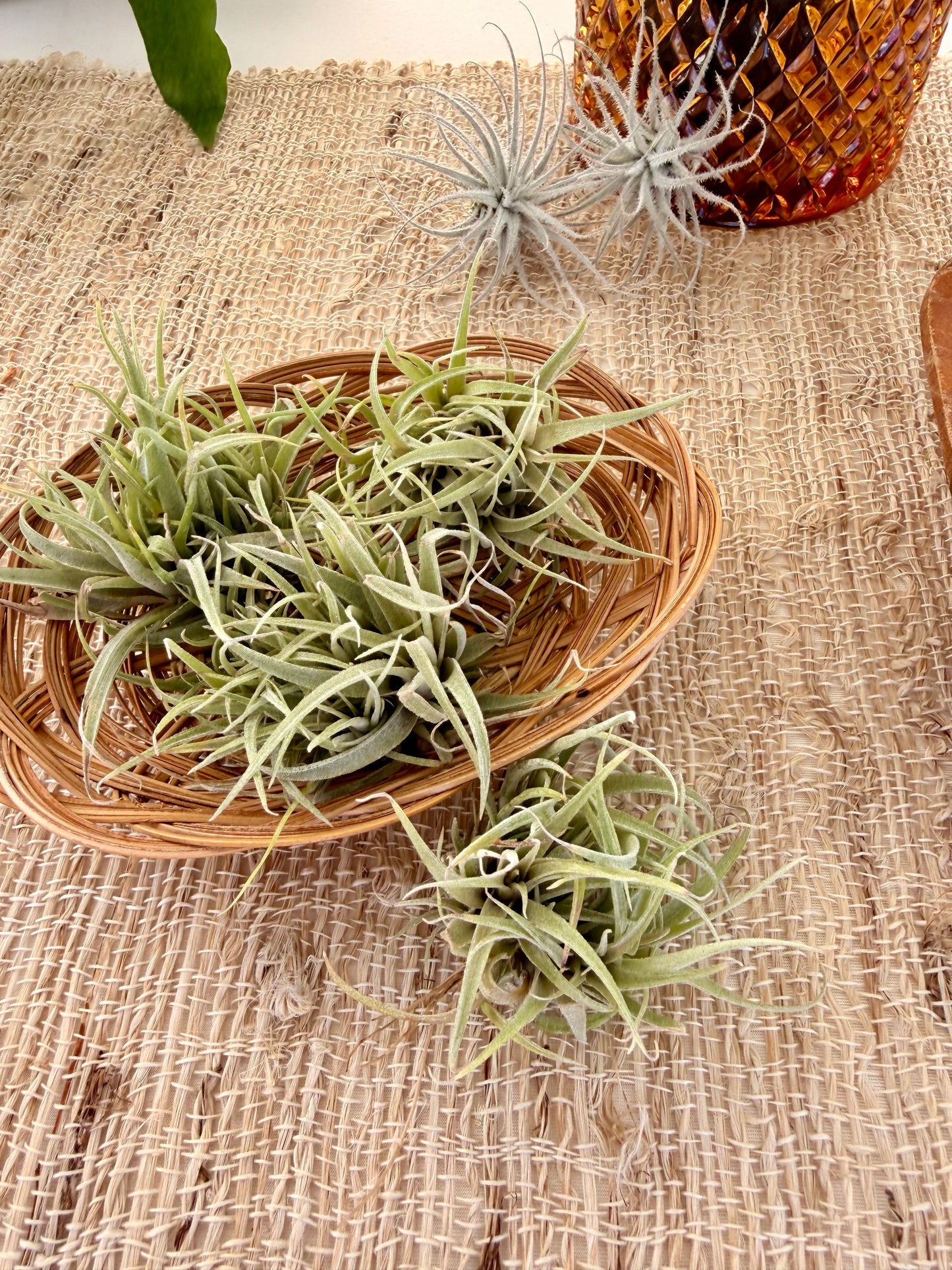 Tillandsia • Capitata Peach Ball