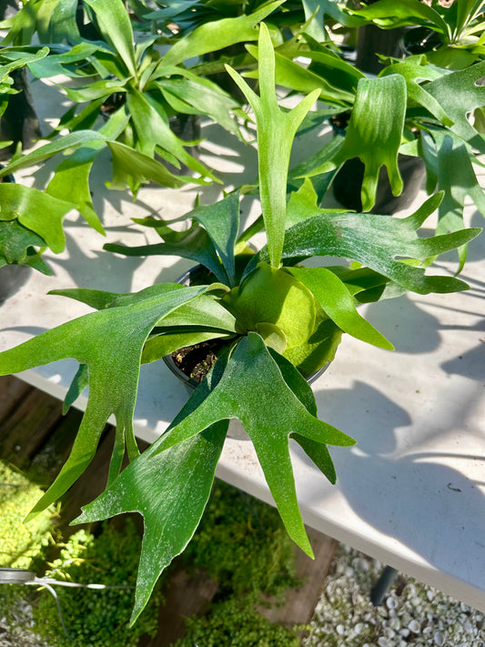 Staghorn Fern Netherlands