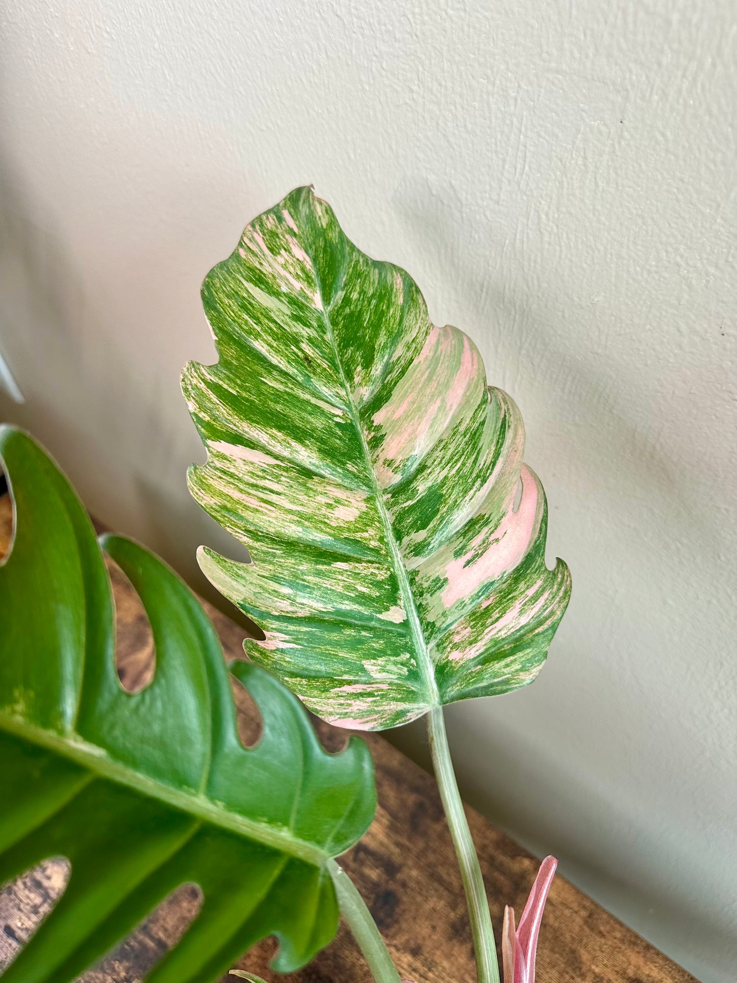 Philodendron Carmel Marble