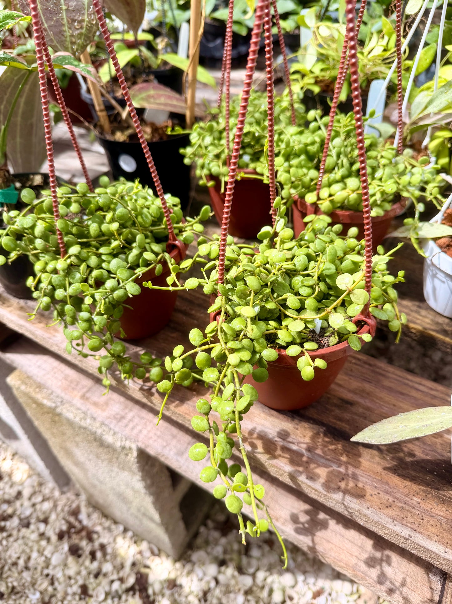 String of Nickels