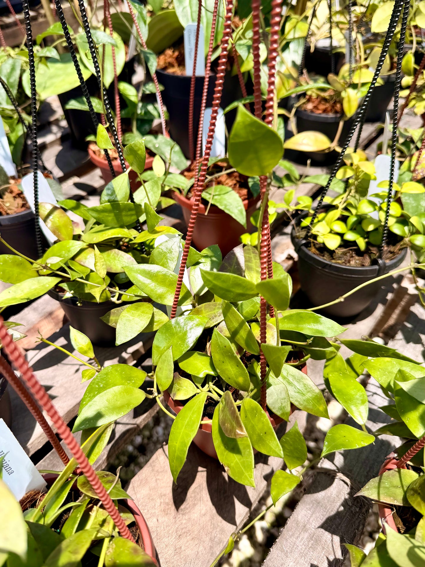 Hoya Walliniana