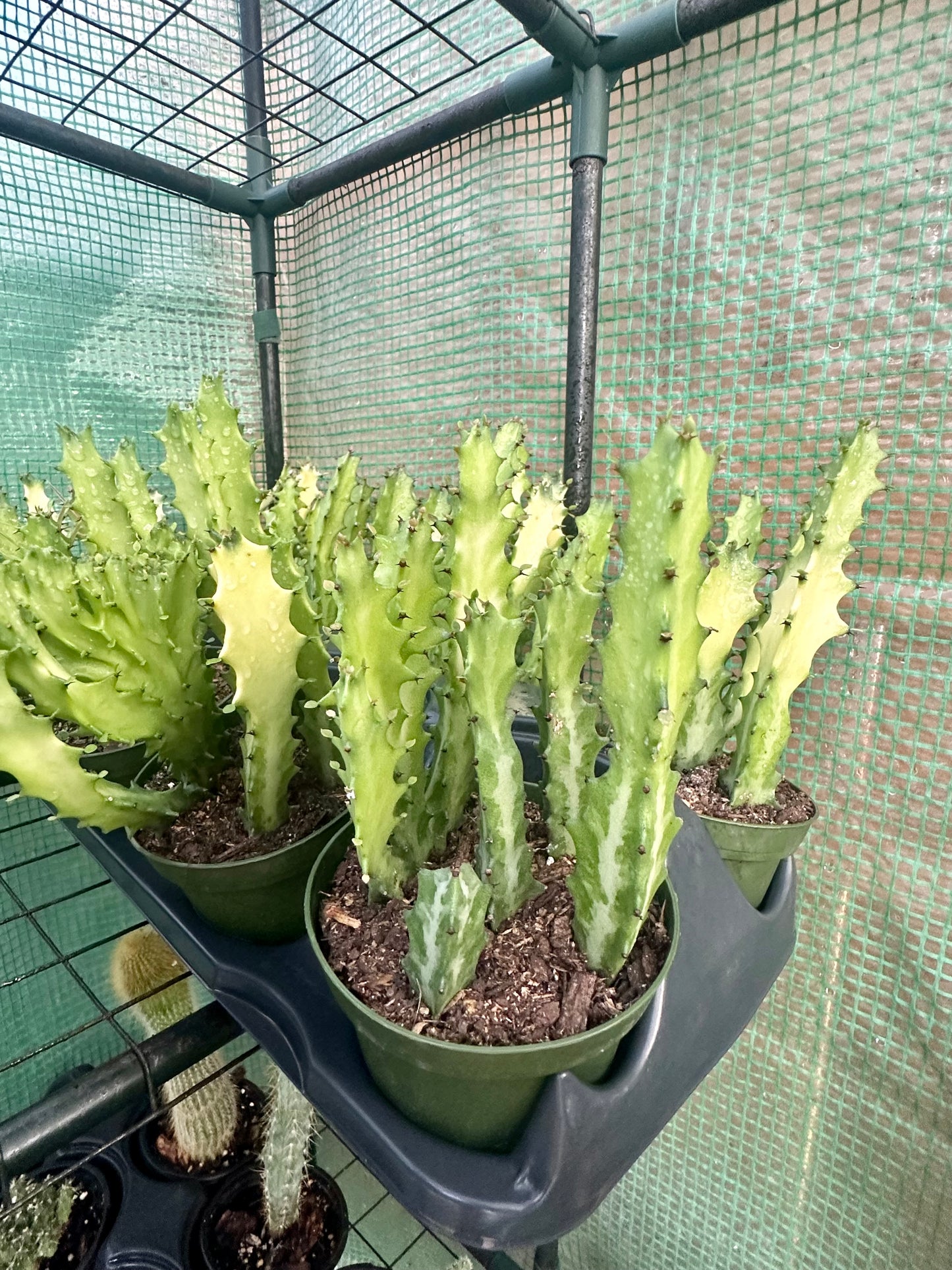 Euphorbia Variegated