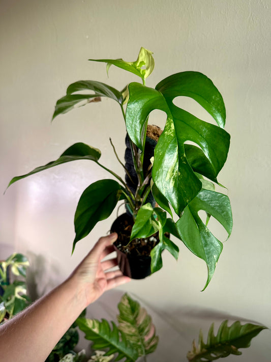 Rhaphidophora Tetrasperma (Mini Monstera) Variegated