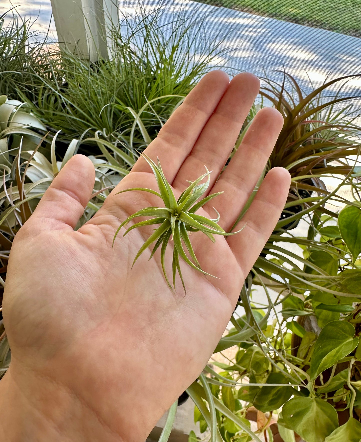 Tillandsia Hybrid • Aeranthos Minima