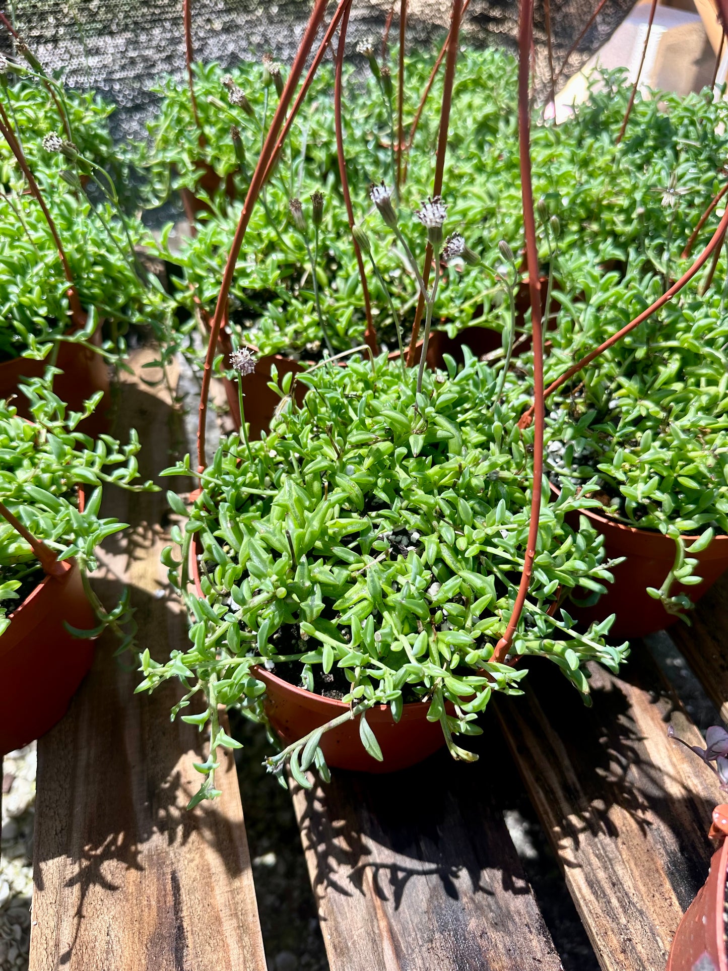 String of Dolphins