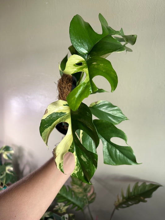 Rhaphidophora Tetrasperma (Mini Monstera) Variegated