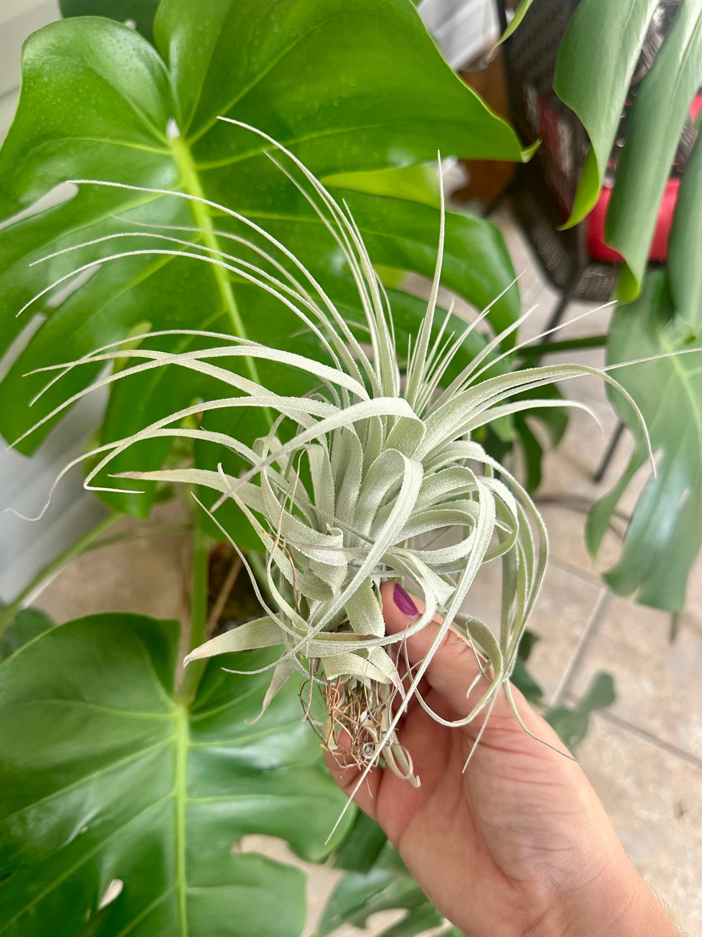 Tillandsia • Gardneri