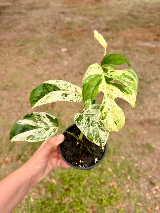 Epipremnum Pinnatum Marble Variegated