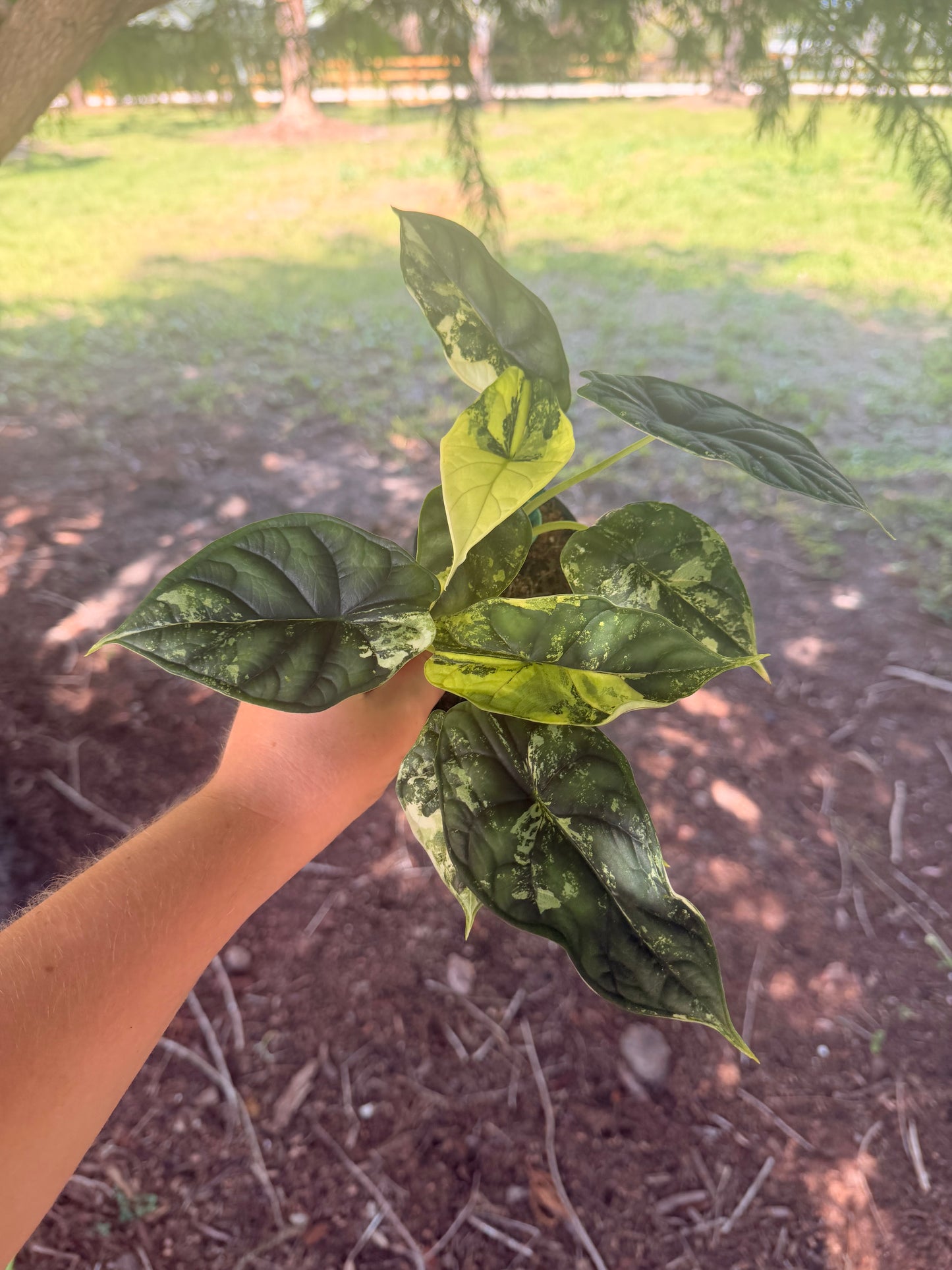Alocasia Baginda 'Dragon Scale' Variegated