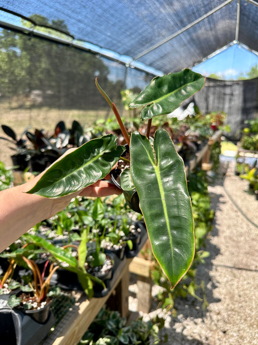 Philodendron Billietiae