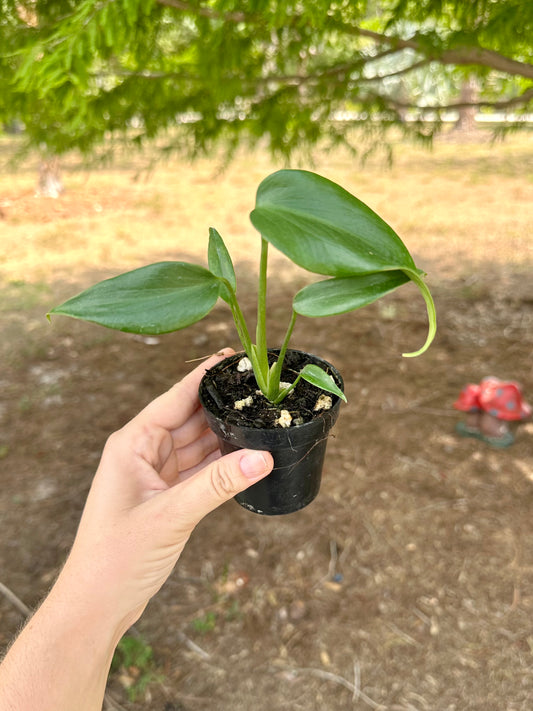Monstera Burle Marx Flame
