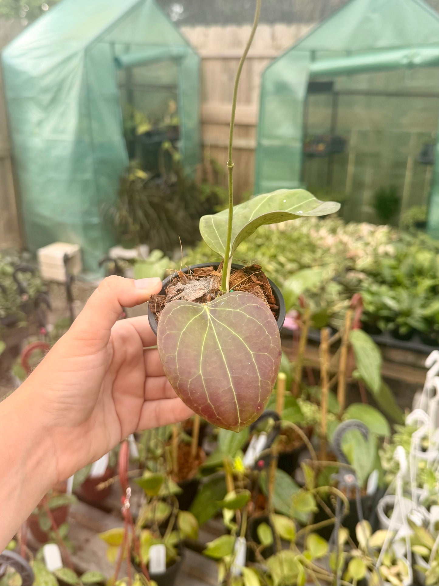 Hoya Cominsii