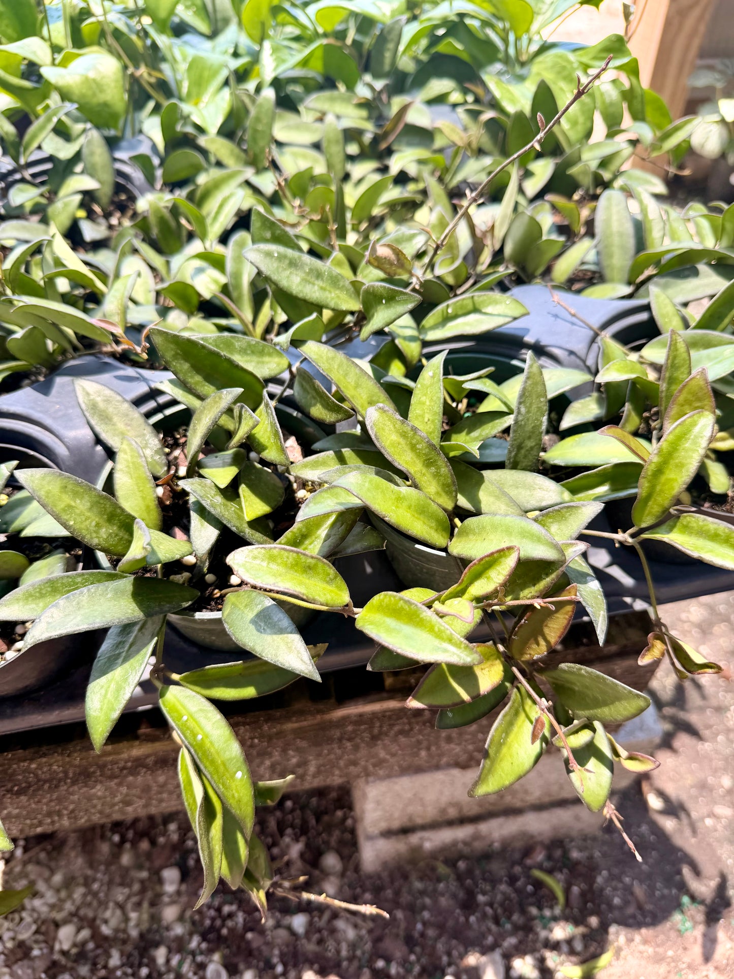 Hoya Rosita