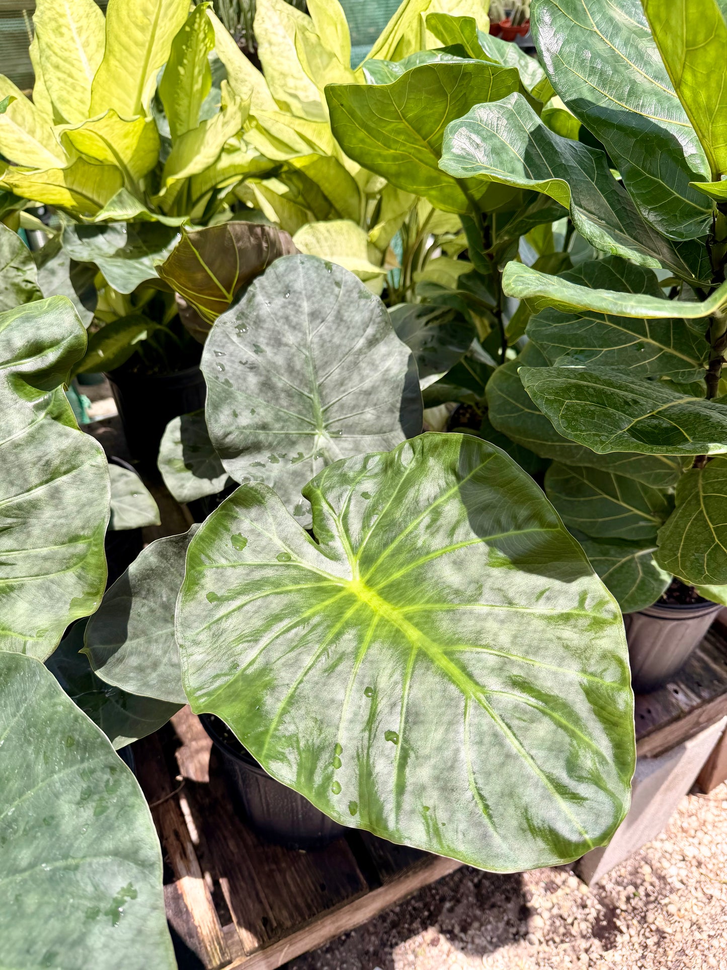 Alocasia Regal Shield