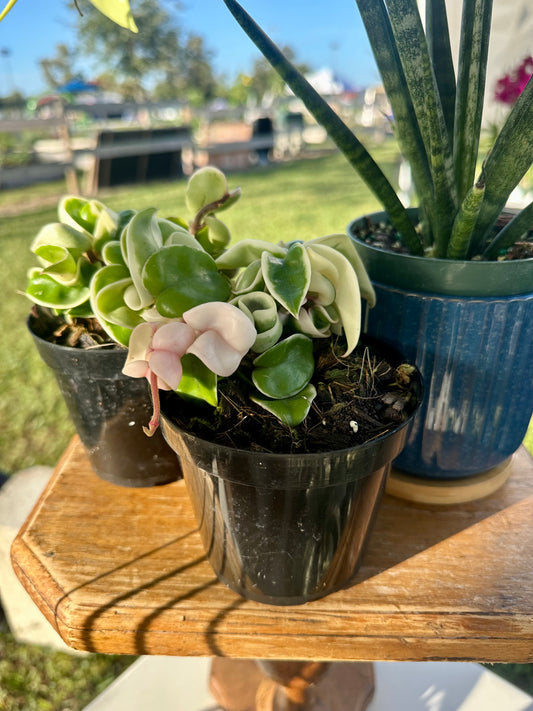 Hoya Carnosa Compacta Variegated