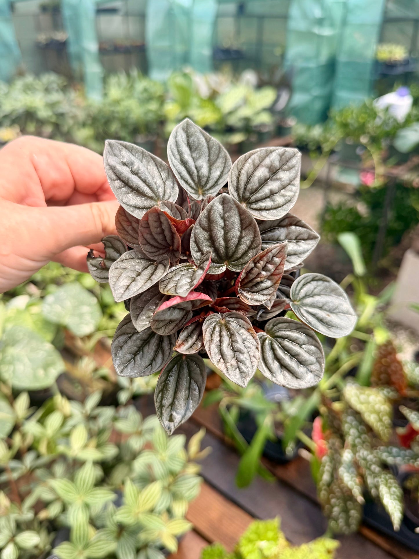 Peperomia Caracas