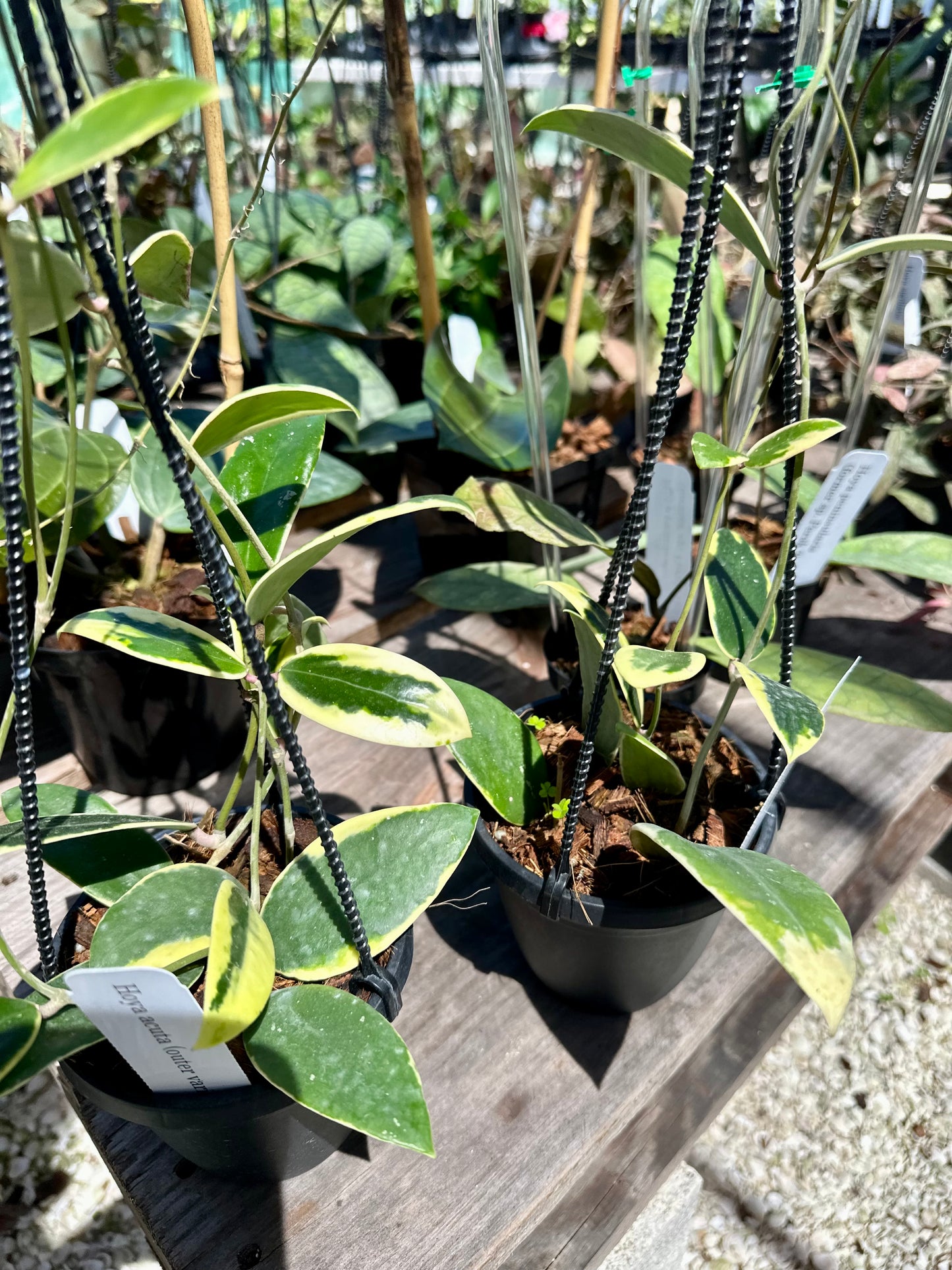 Hoya Acuta with Outer Variegation