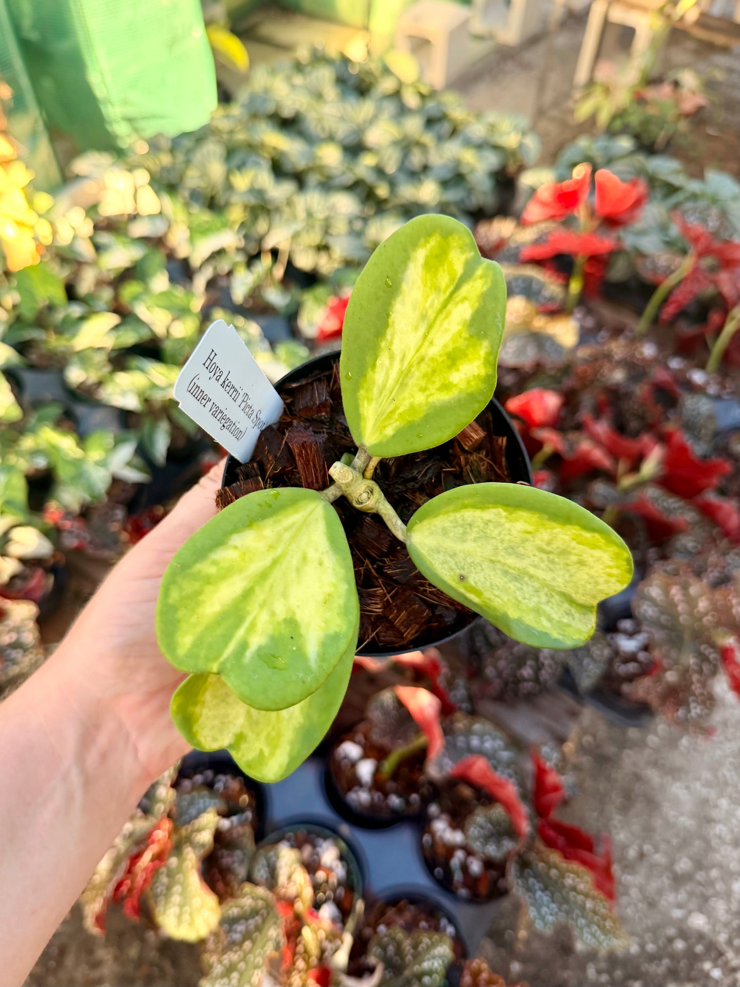 Hoya Kerri with Inner Variegation