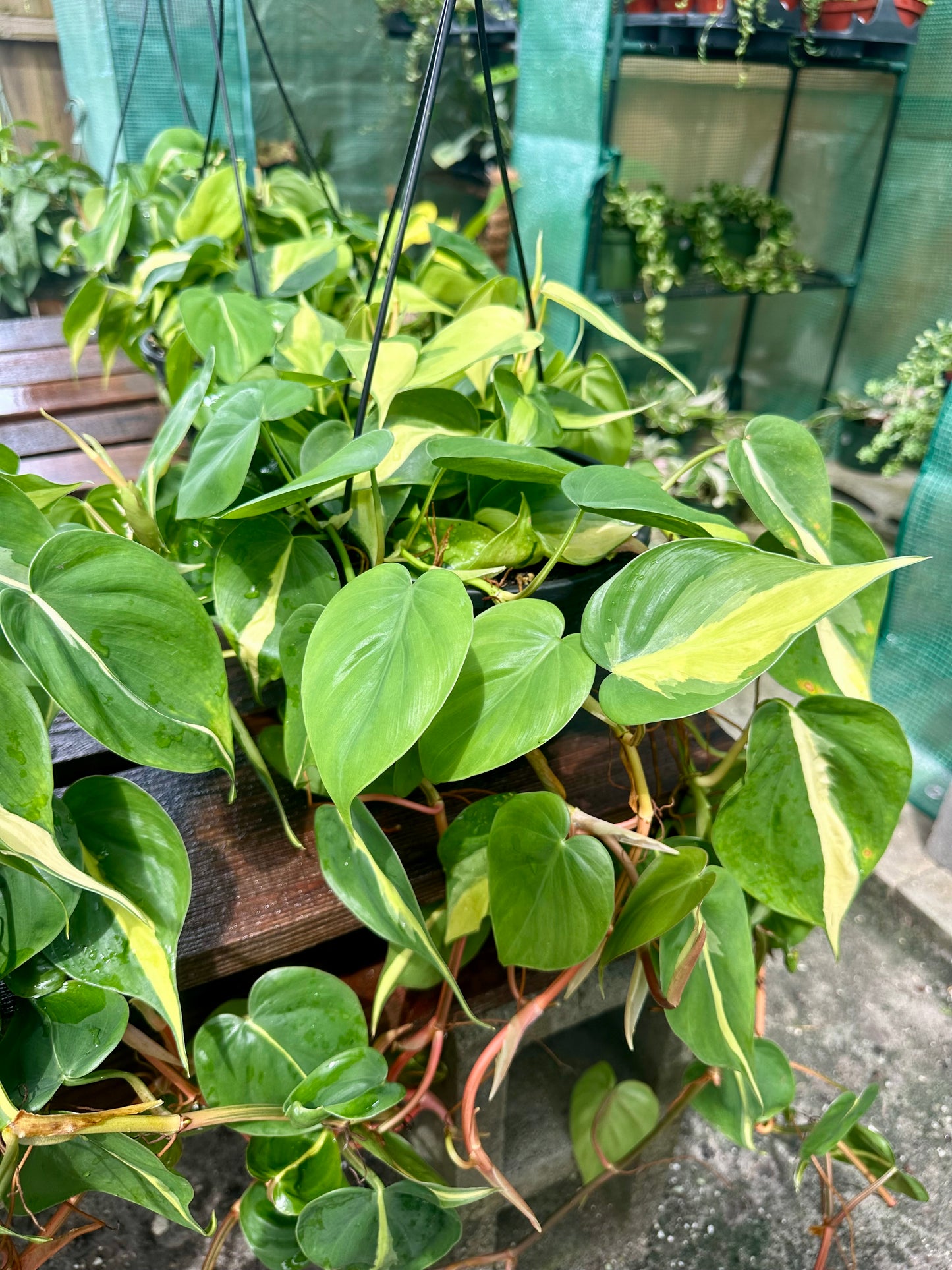 Philodendron Brasil