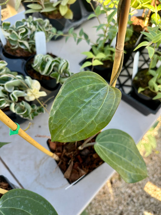Hoya Latifolia 'Dinner Dish'