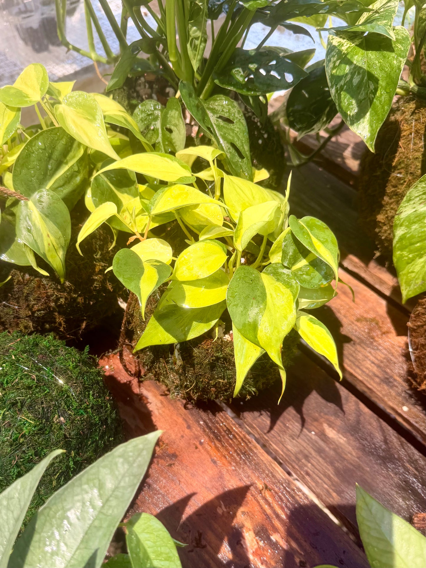 Kokedama Philodendron Brasil