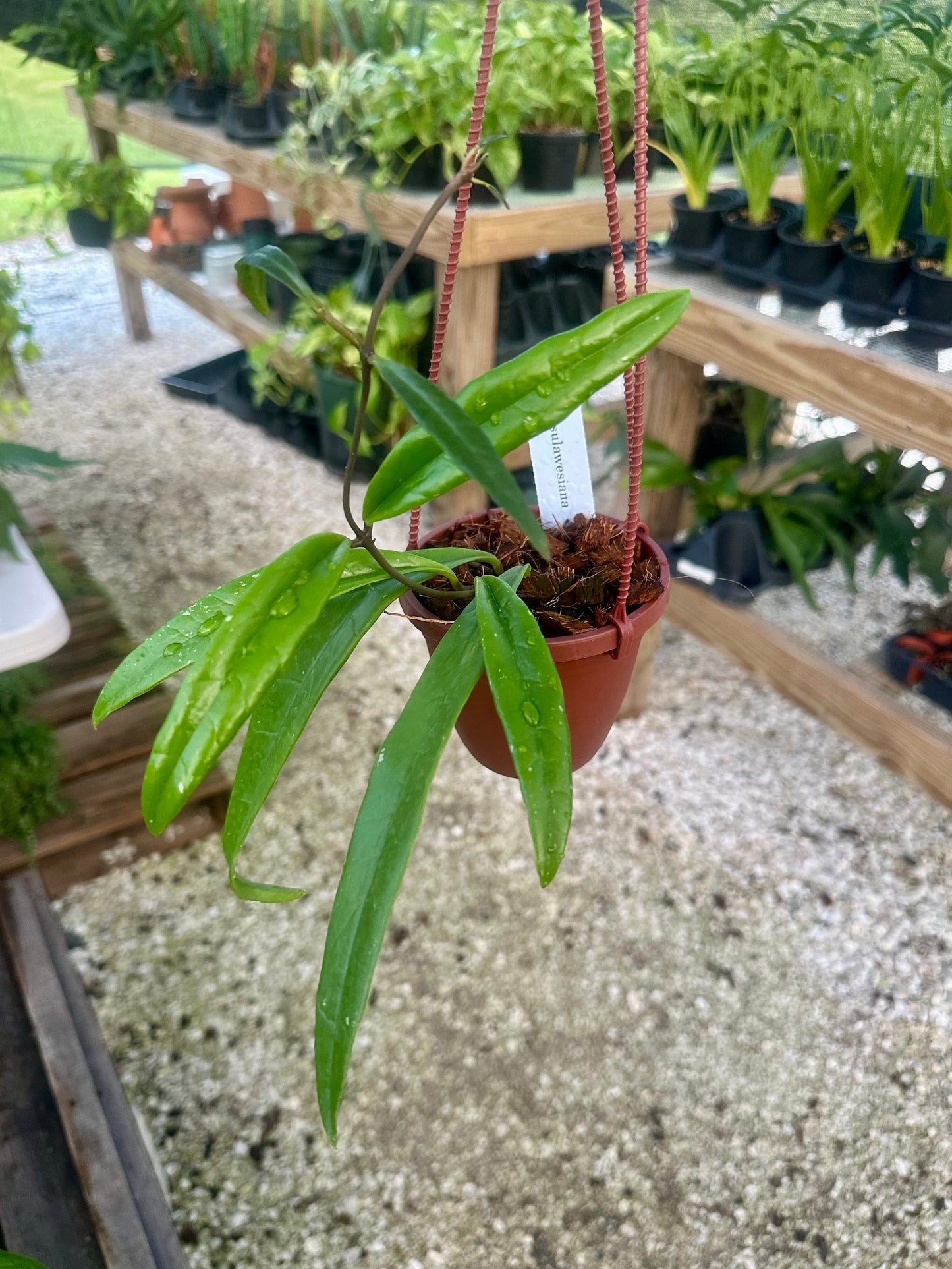 Hoya Sulawesiana