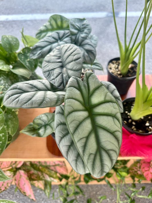 Alocasia Silver Dragon